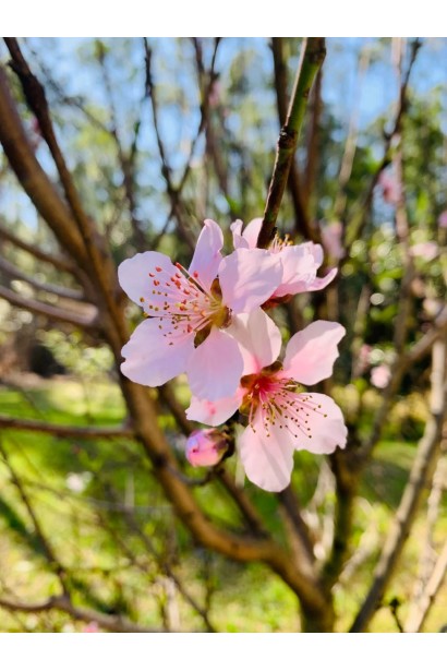 Ніжно-рожеві квіти персика Айс Піч 